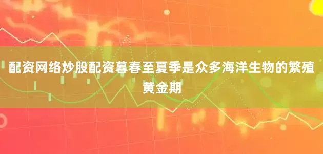 配资网络炒股配资暮春至夏季是众多海洋生物的繁殖黄金期
